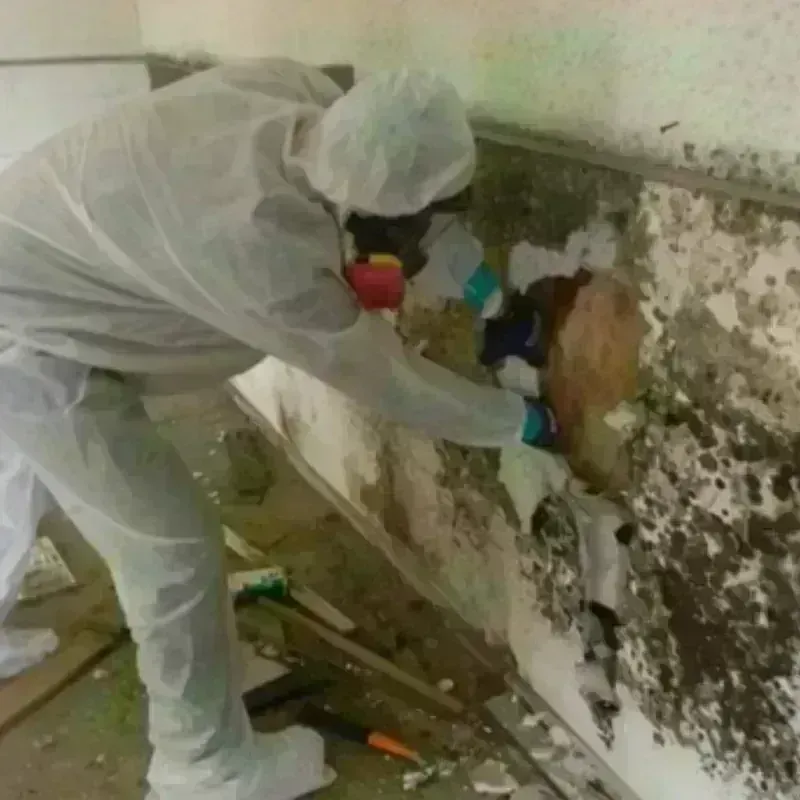 Mold Remediation and Removal in Erick, OK